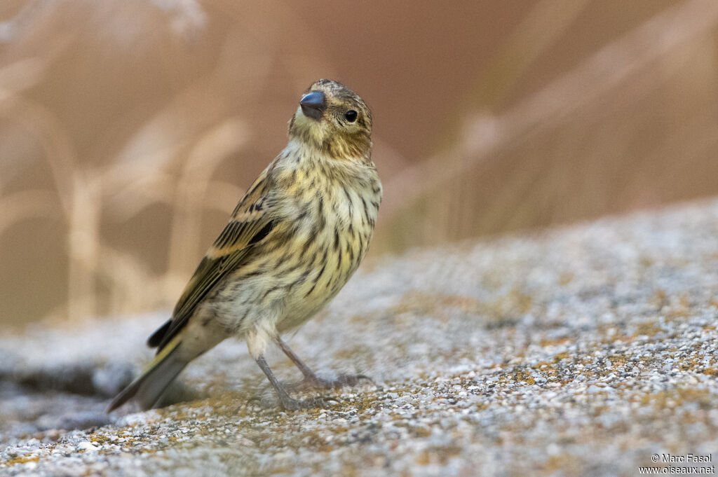 Serin ciniimmature