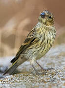 European Serin