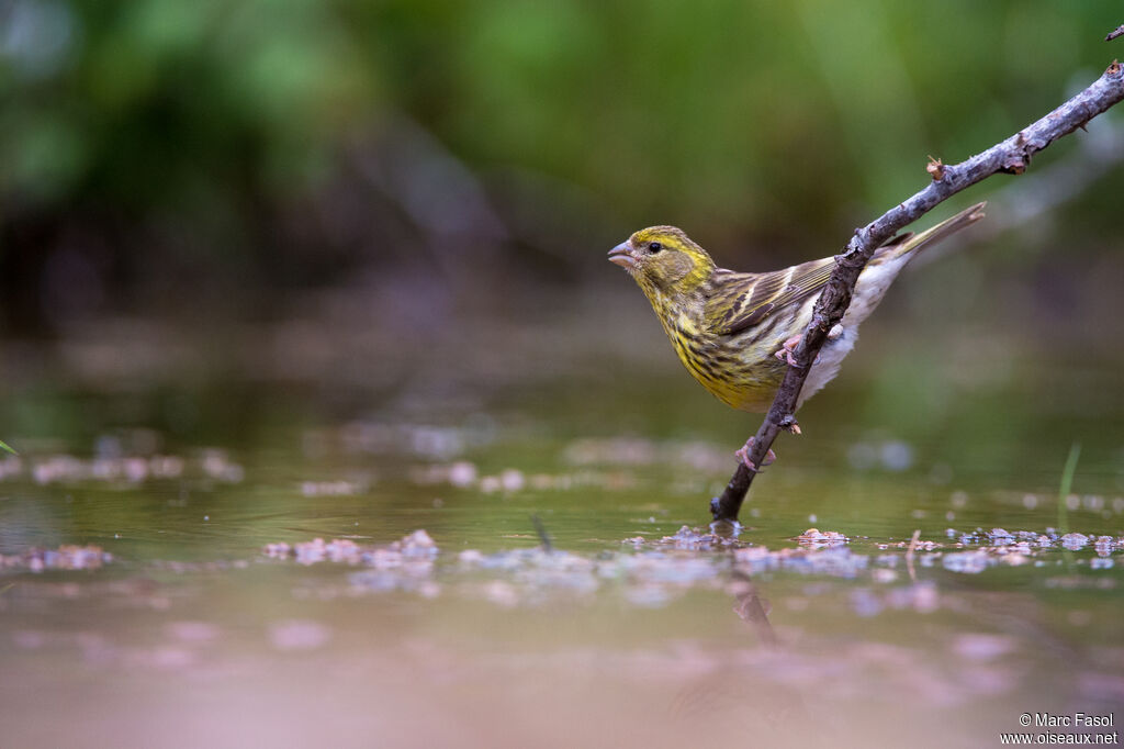 European Serin female adult breeding, drinks