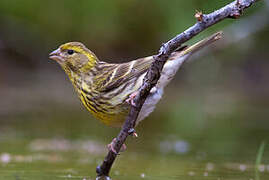 European Serin