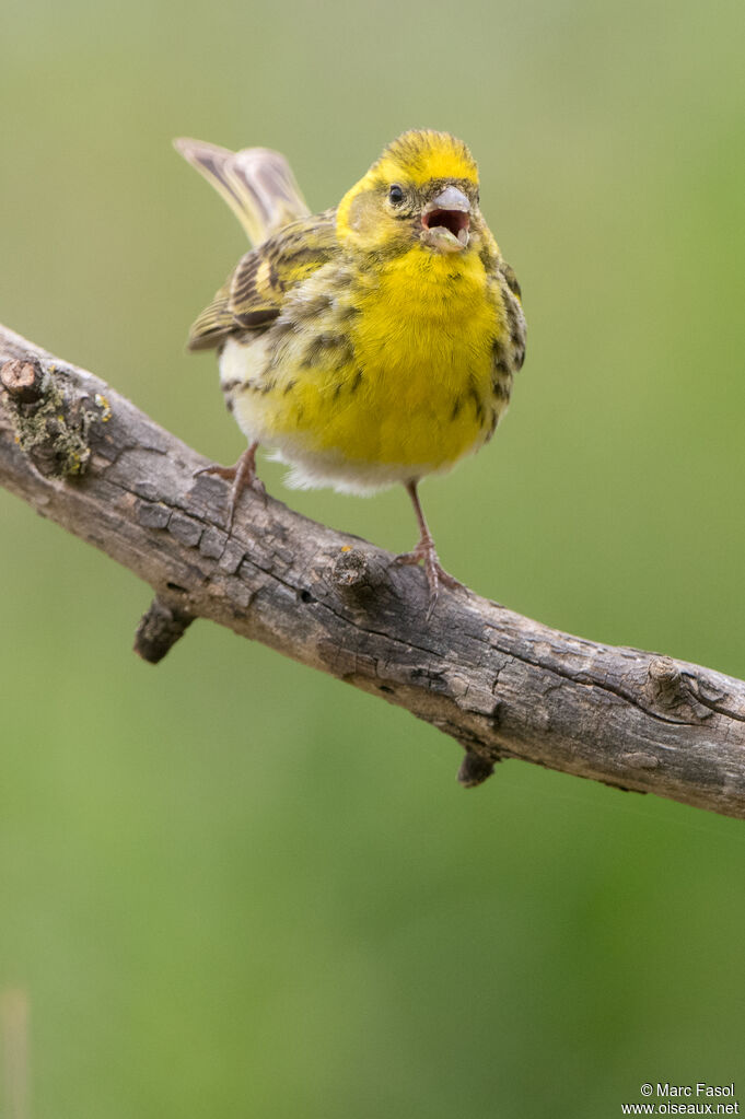 European Serin male, adult, identification, song