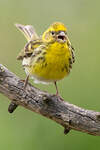 Serin cini