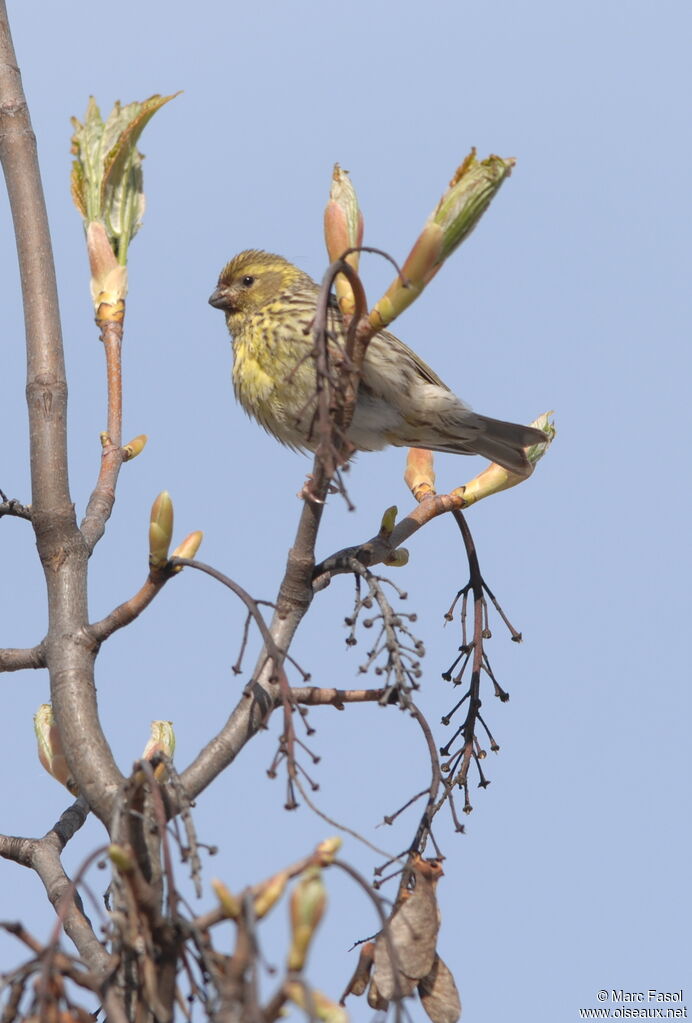 Serin cini femelle adulte nuptial, identification