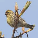 Serin cini