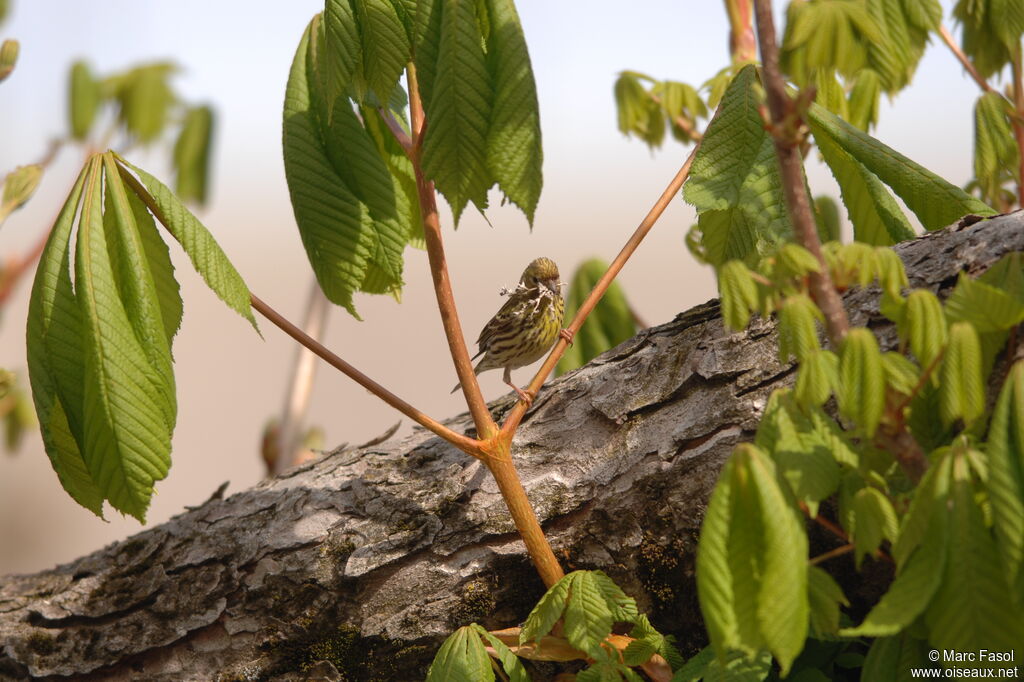 European Serin female adult breeding, Reproduction-nesting