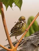 European Serin