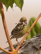 Serin cini