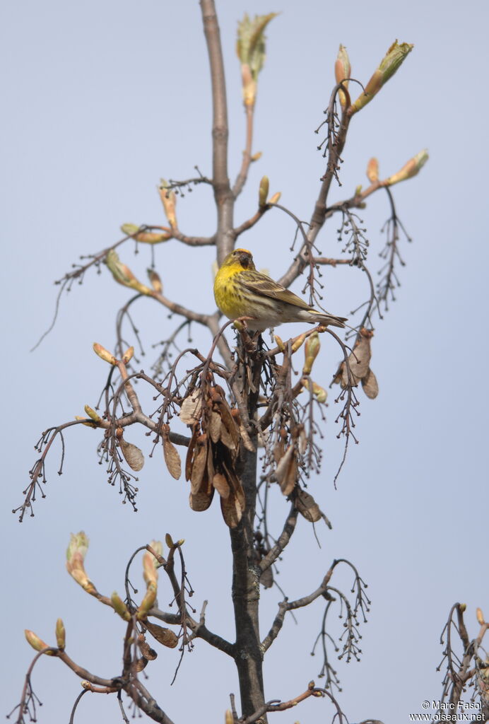 Serin cini mâle adulte nuptial, identification, chant