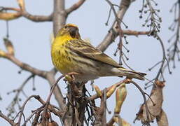 European Serin