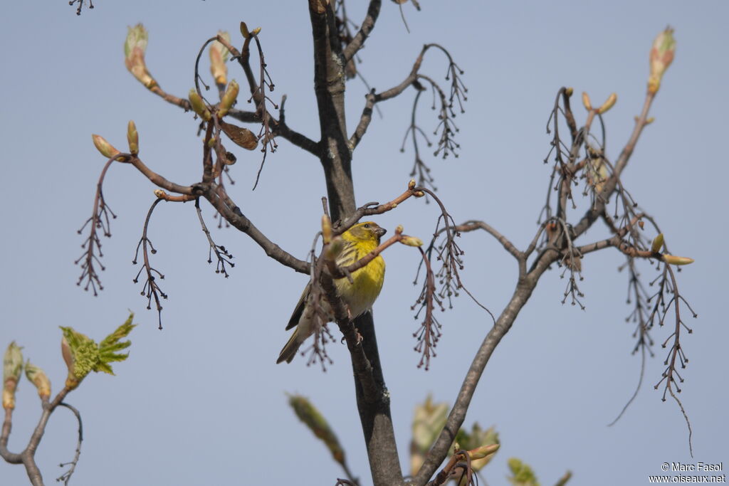 European Serin male adult post breeding, identification, song