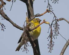 European Serin