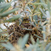 European Serin