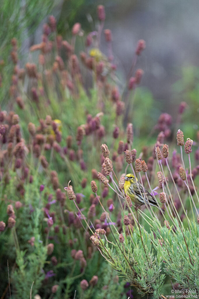 Serin ciniadulte, identification, habitat, mange