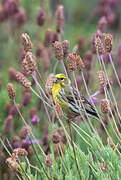 European Serin