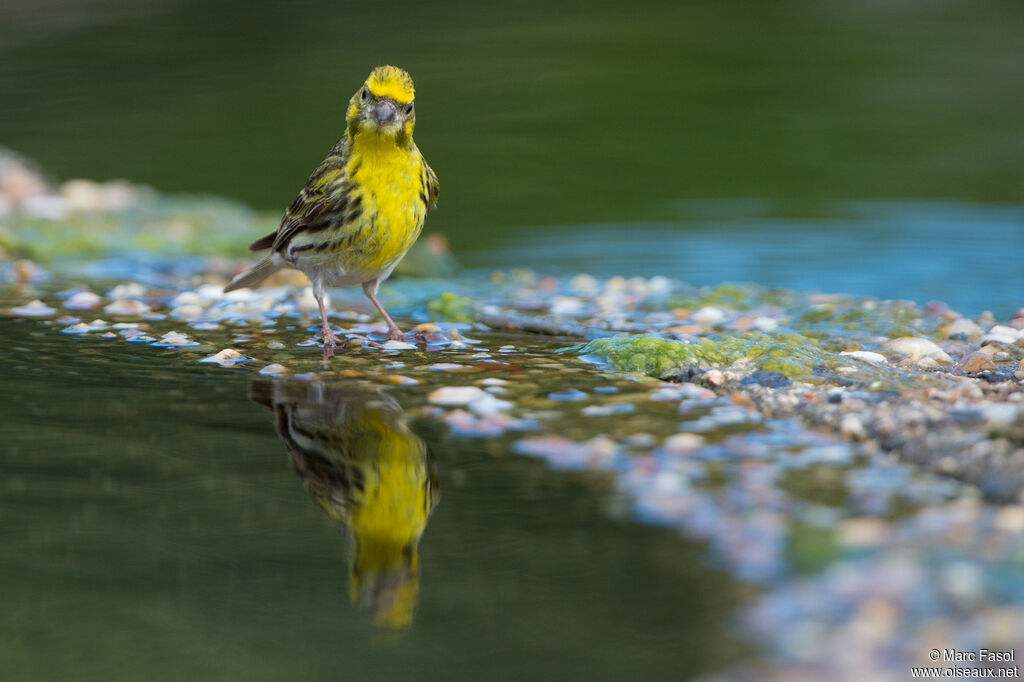 European Serin male adult breeding, drinks