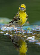 European Serin