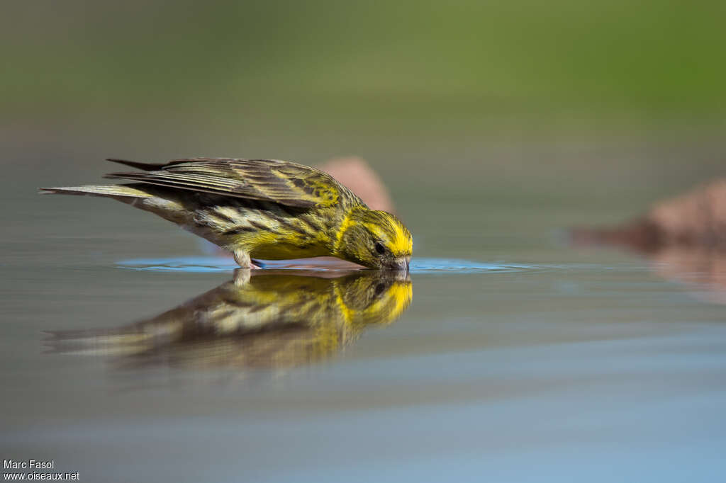 European Serin male adult, drinks