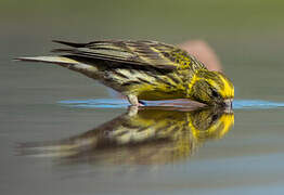 European Serin