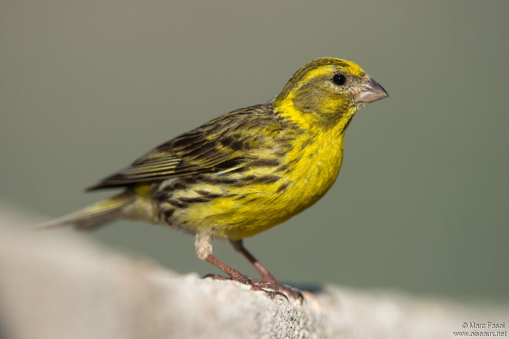 Serin cini mâle adulte