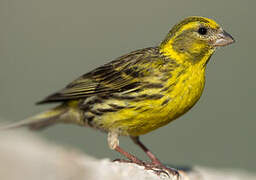 European Serin