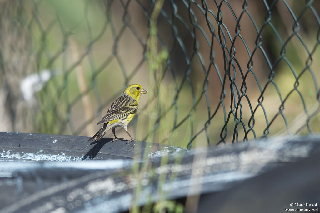 Atlantic Canary male adult breeding, identification