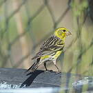 Serin des Canaries