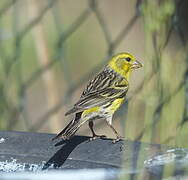 Serin des Canaries