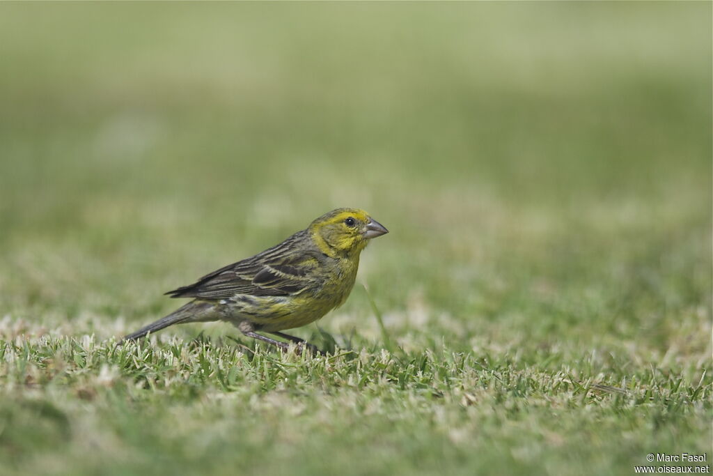 Atlantic Canary male adult breeding, identification