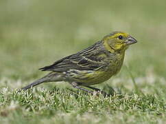 Serin des Canaries