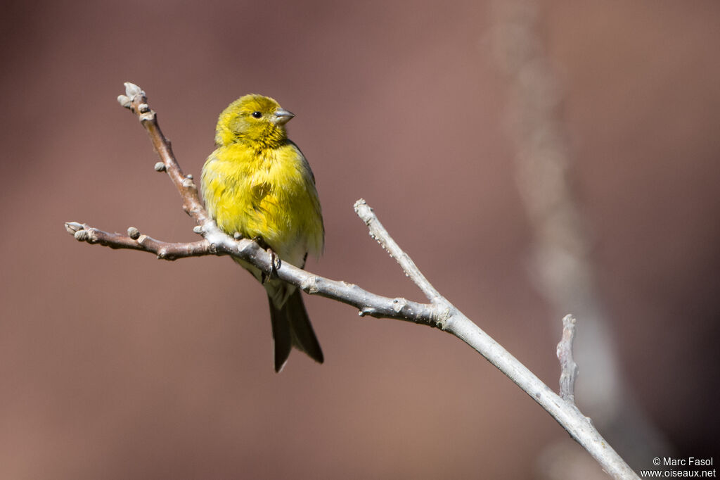 Atlantic Canary male adult, identification