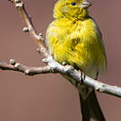 Serin des Canaries