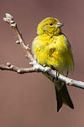 Atlantic Canary