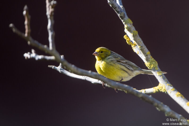 Serin des Canaries mâle adulte, identification