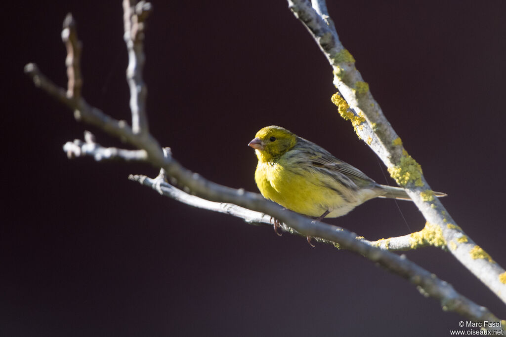 Atlantic Canary male adult, identification