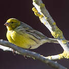Serin des Canaries