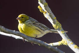 Serin des Canaries