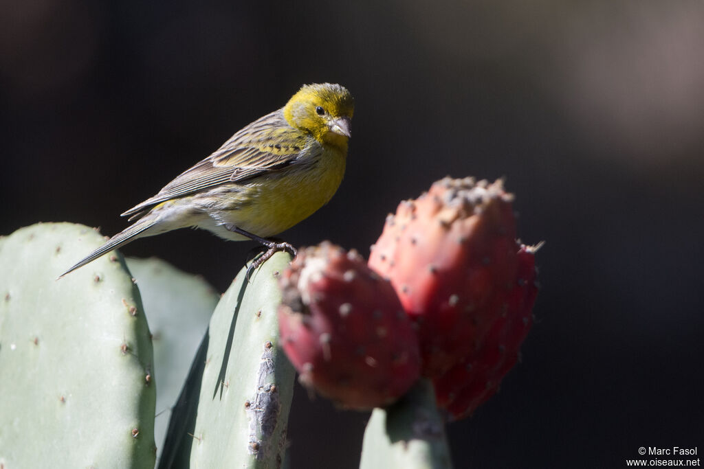 Atlantic Canary male adult, identification