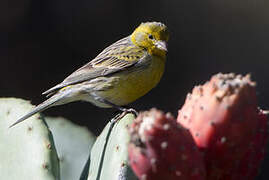 Atlantic Canary