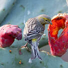 Serin des Canaries
