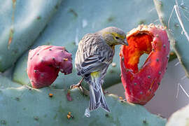 Atlantic Canary