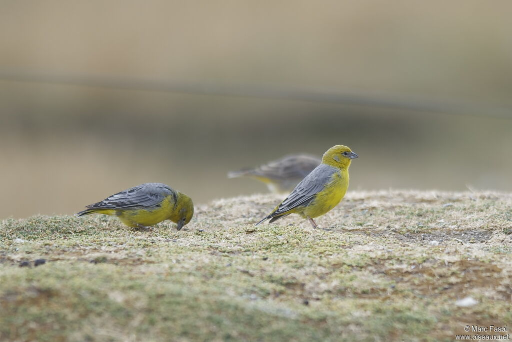 Bright-rumped Yellow Finchadult, identification