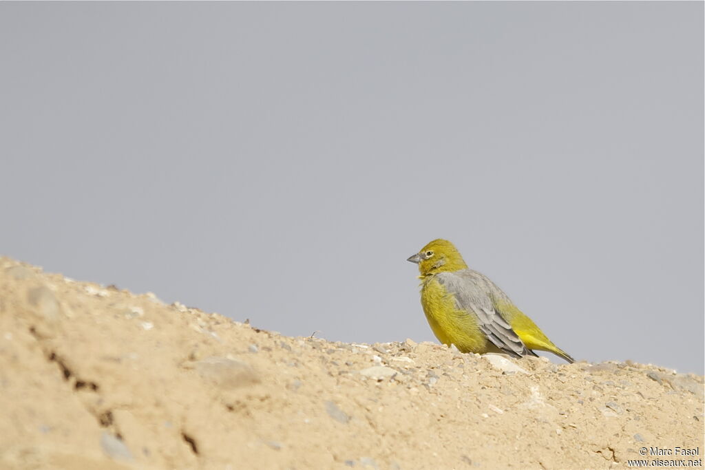 Sicale à croupion jaune mâle, identification