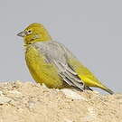 Sicale à croupion jaune