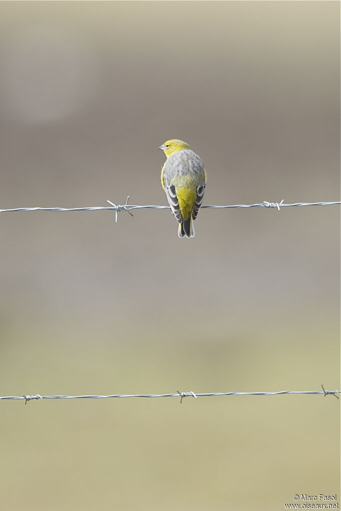 Sicale à croupion jaune mâle adulte, identification