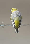 Bright-rumped Yellow Finch