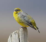 Bright-rumped Yellow Finch