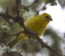 Saffron Finch