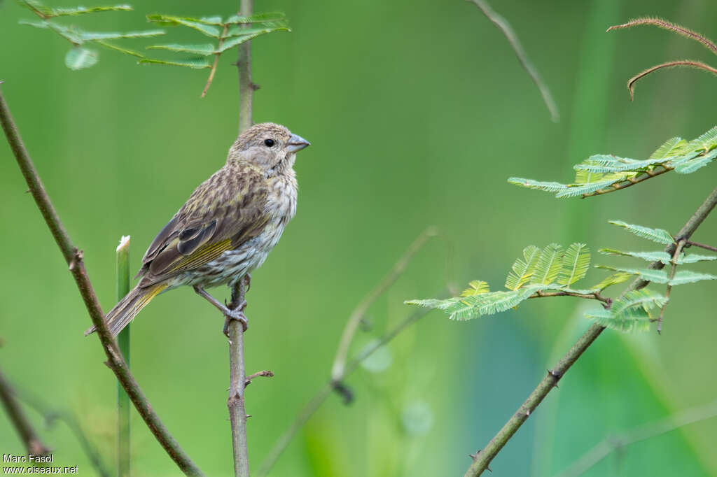 Saffron Finch female, identification