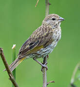 Saffron Finch