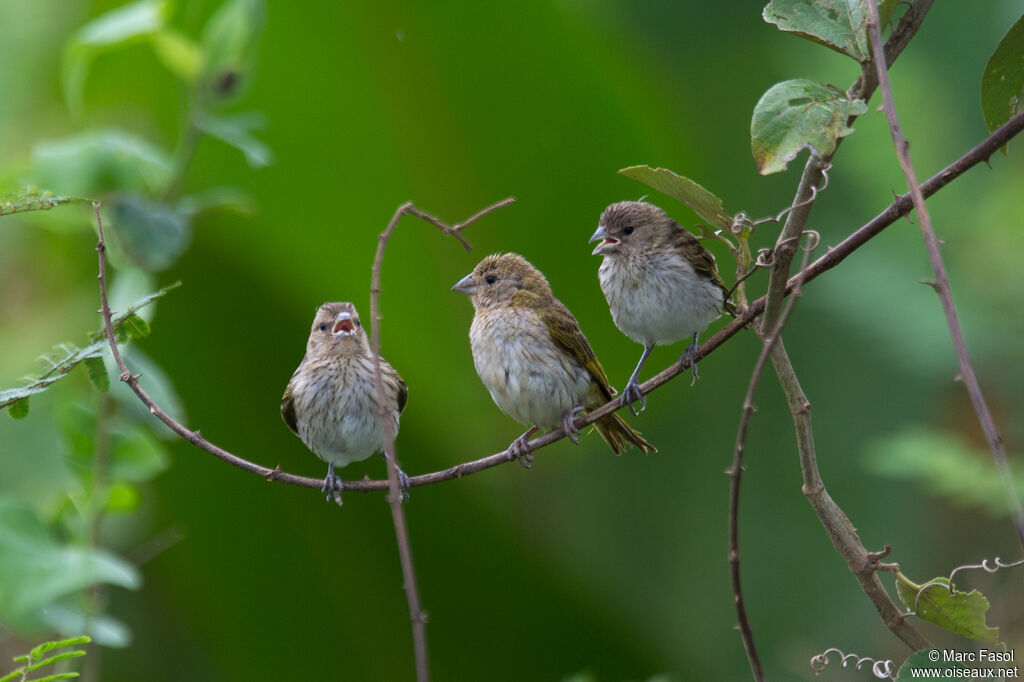 Saffron Finch
